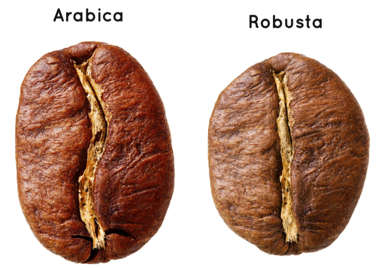 Arabica o Robusta: Qual è la Miscela Perfetta per Te?