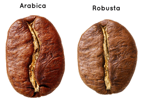 Arabica o Robusta: Qual è la Miscela Perfetta per Te?