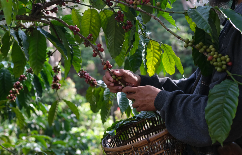 Come Viene Coltivato il Caffè: Dalla Piantagione alla Tazzina