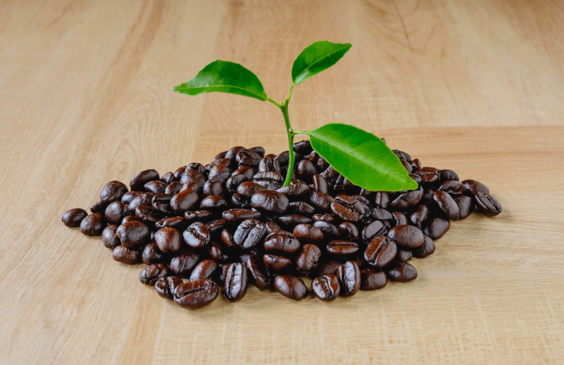 Caffè Bio: Perché Sceglierlo e Dove Trovarlo